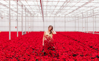 International Poinsettia Day