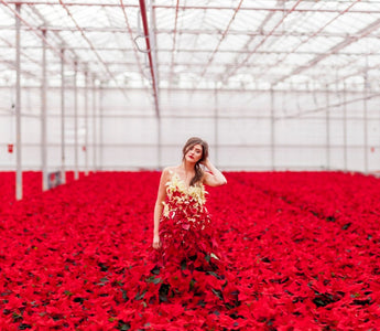 International Poinsettia Day