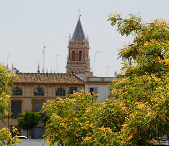 Flowering Trees for Warmer Climates