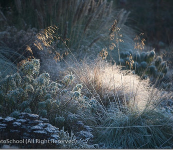 Top Ten Garden Photography Tips