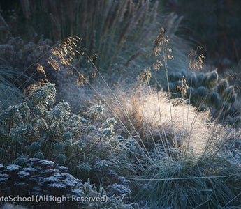 10 Reasons to Take a Gardening Course in February