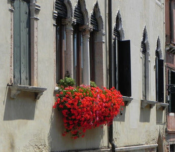 Venetian Gardening: window boxes, balconies and climbers