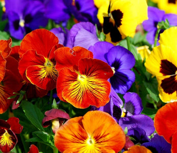What to Plant in Pots for Spring Colour