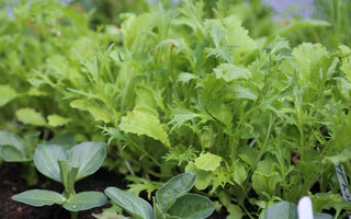 Harvesting the first salad leaves and growing climbing French beans