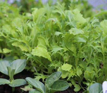 Harvesting the first salad leaves and growing climbing French beans