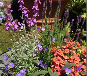 Pots of Summer Colour