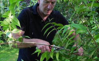 Early Summer Garden Maintenance