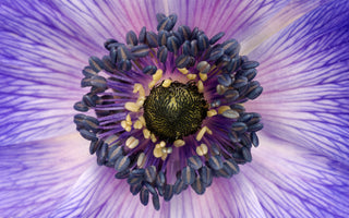 Flower Photography