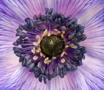 Flower Photography
