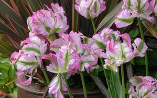 Planting Tulips for impact: long lasting varieties and colour blends