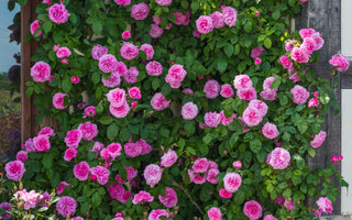 The Fragrance of Roses