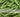 How to grow beans in pots and containers