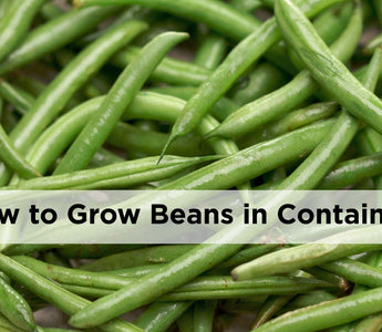 How to grow beans in pots and containers