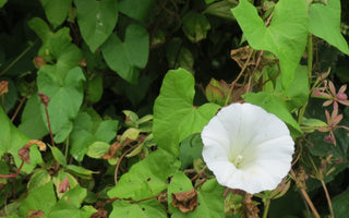 Three ways to tackle bindweed (without the chemicals)