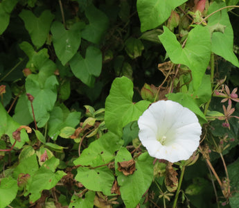 Three ways to tackle bindweed (without the chemicals)