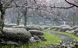 The Gardener's Garden:  Exclusive Gardening Book Preview