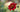 Dahlias: Dazzling late summer colour; wonderful flowers for cutting
