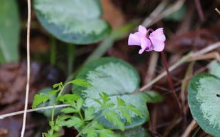 What was in flower in my garden on Christmas Day?