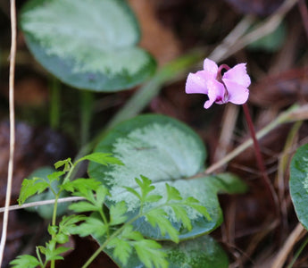 What was in flower in my garden on Christmas Day?