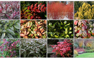 10 Best Evergreen Shrubs For Winter Interest