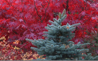 Evergreens for the winter garden: conifers learn to love them