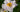 New Plant Awards 2020