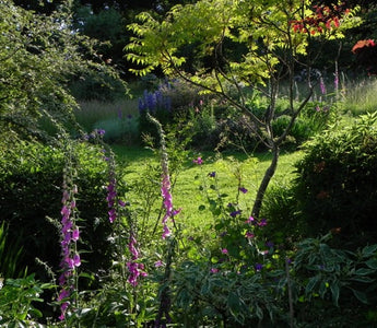 Sandhill Farm: my garden in Hampshire, England