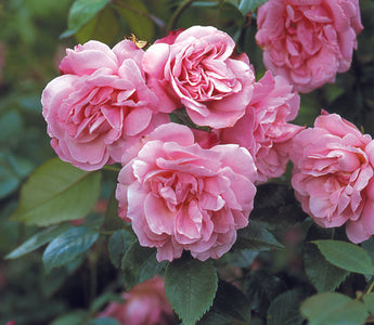 Summer Rose Maintenance