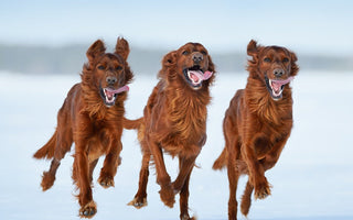 6 Tips For Consistently Sharp Photos