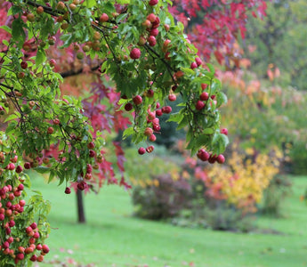 Autumn Inferno: Shrubs for Fall Foliage