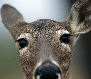 Deer in the garden; deer proof plants & rabbit resistant too..
