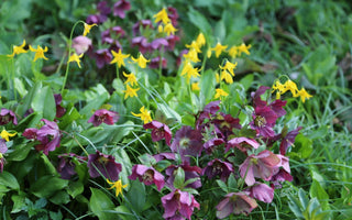 What to plant under trees