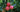 The New Best Apple Trees for Small Gardens; Starline