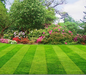 Lawn Care: Spring & Summer