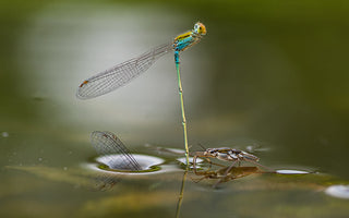 How to take great macro images on a budget