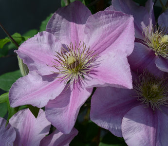 How To Grow Clematis In Containers