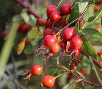 How to grow your own wild bird food