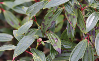 Leaf Spot On Evergreen Shrubs
