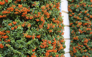 Plants For Shady Walls