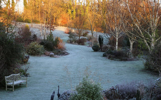 The garden is still there – even though it’s Christmas