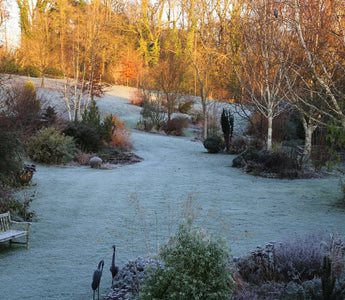 The garden is still there – even though it’s Christmas