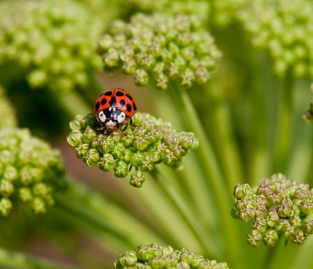 How to Encourage Beneficial Insects in Your Garden Learning with