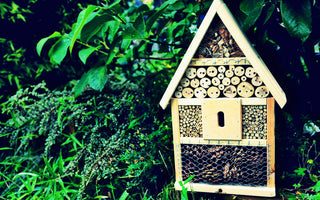 How to attract beneficial insects to your garden: with an insect hotel