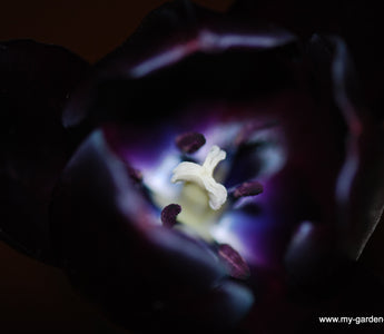 Dark purple delights: 'Black flowers', deep purple foliage, red roses and guilty pleasures.