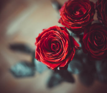 How To Keep Roses Fresh and Beautiful