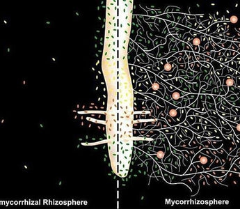Mycorrhizal Fungi: Get Your Plants Off To A Head Start
