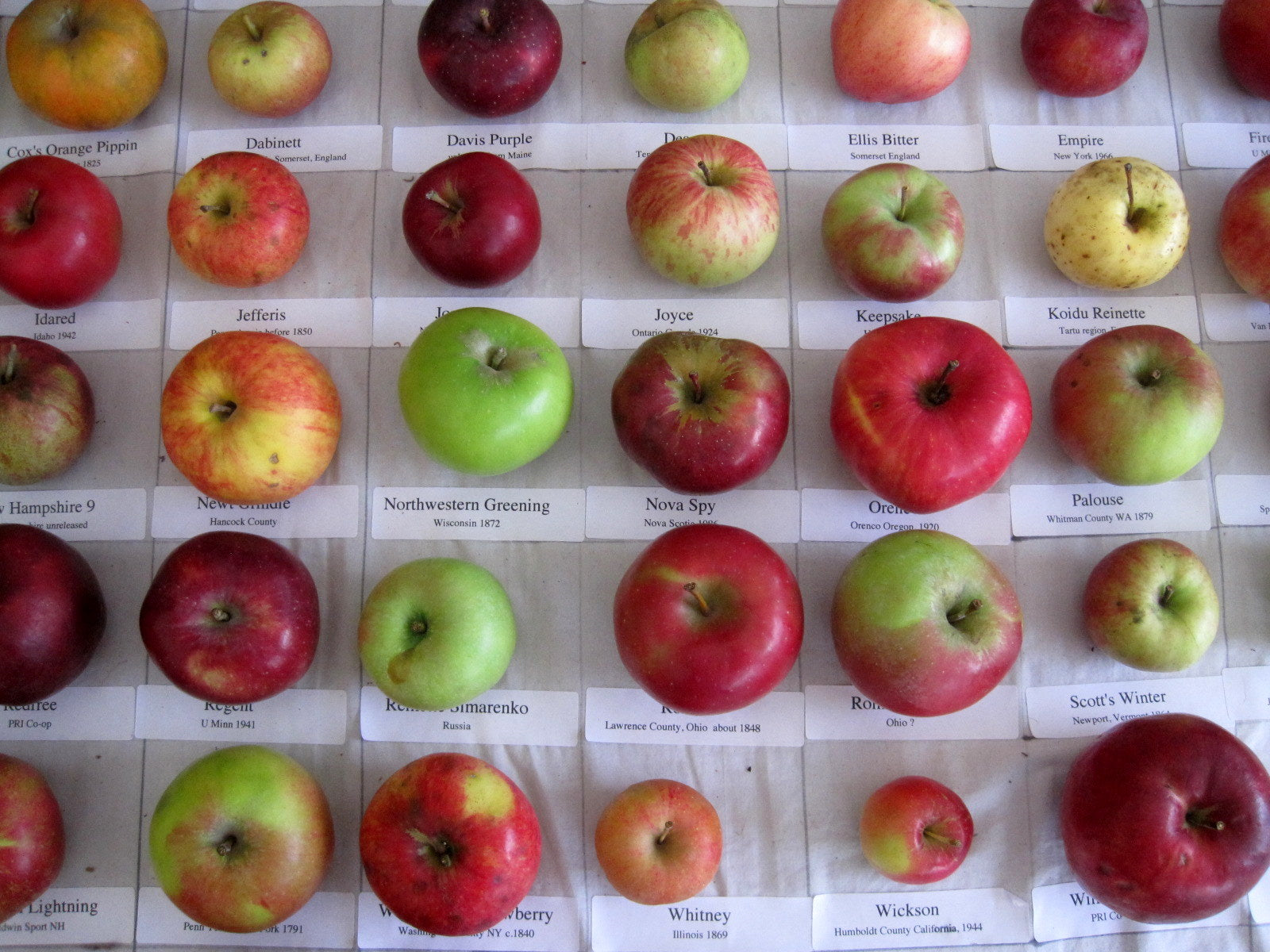 10 Great Heritage Apple Varieties Worth Growing – Learning with Experts ...