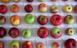 10 Great Heritage Apple Varieties Worth Growing