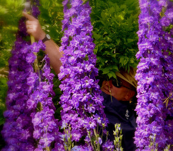 Waterperry Gardens Announce Recordbreaking Delphinium!