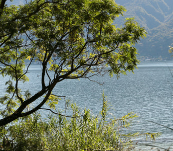 The Botanical Gardens Of The Brisago Islands